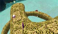 Seahorse Roundup
